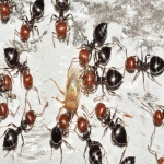 Pest Control in Oape 8
