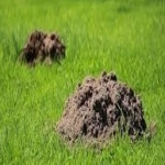Ant Pest Control in Denbighshire 7