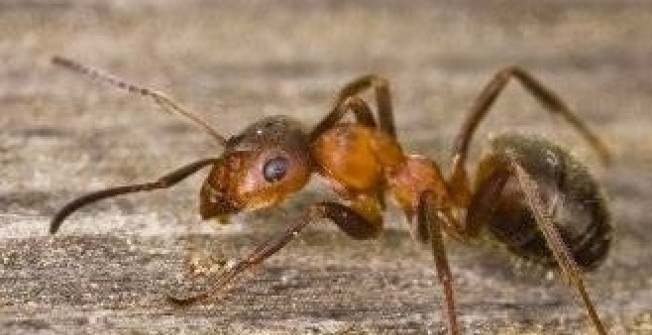 Ant Exterminator in Abertridwr