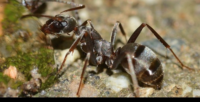 Ant Infestation in Aber-oer