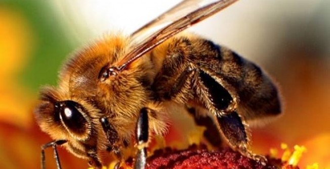 Bee Extermination Services in Abergavenny/Y Fenni