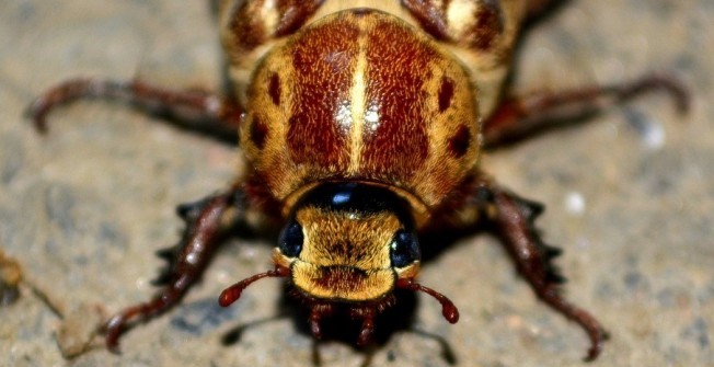 Cockroach Pest Control in Aber-oer