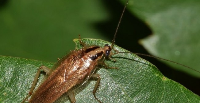 Pest Control Companies UK in Aber-oer