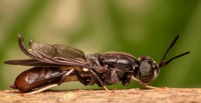 Infestation of Flies in Aberedw