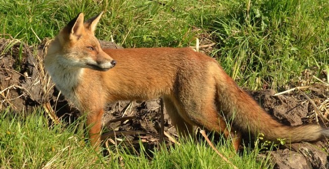 Fox Repellent in Abernyte