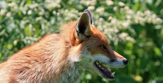 Fox Pest Control in Hampshire