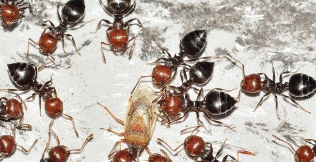 Infestation of Ants in Ablington