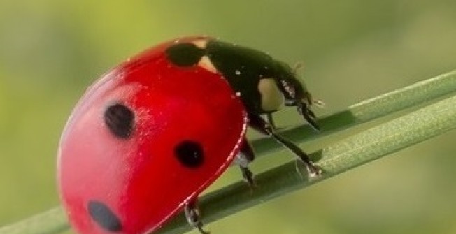 Ladybird Infestation in Aberffrwd