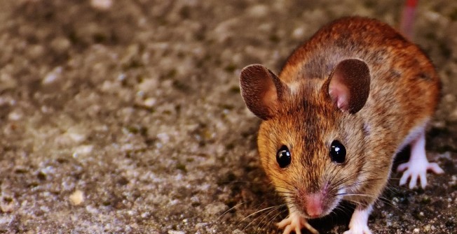 Mice Control  in Aber-Cywarch