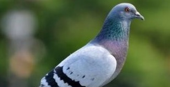 Pigeon Pest Control in Abberton