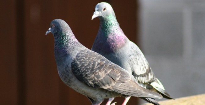 Pigeon Infestation in Belfast