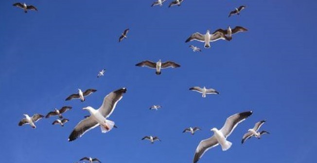 Seagull Control  in Abernant