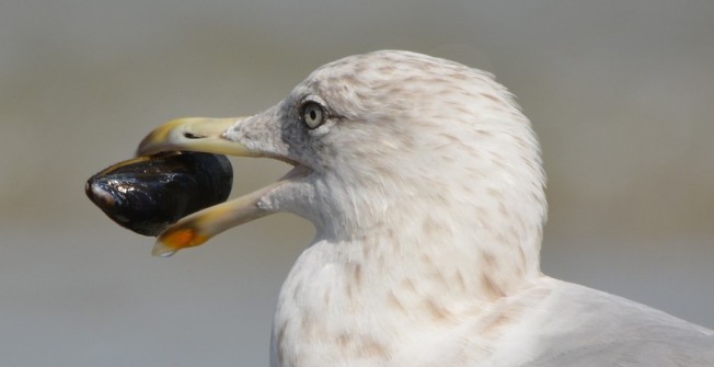 Seagull Deterrent in Abbey Green