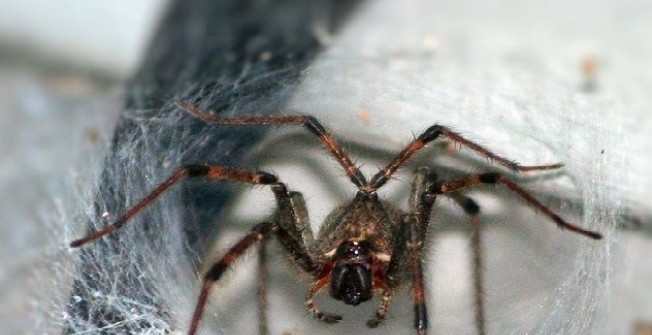 Spider Infestation in Ablington