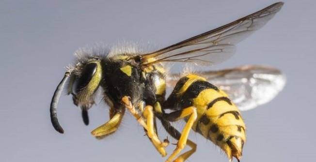 Wasp Removal in Shetland Islands