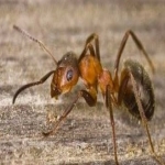 Cockroach Infestation Services in Ashfield Green 2
