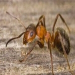 Household Infestation Control in Caldecote 2