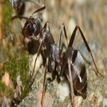 Pest Control in West End 10