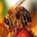 Bee Nest Extermination in Arnside 10