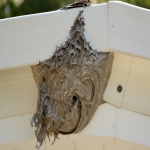 Wasp Nests Exterminators in Abercwmboi 3