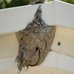 Rodent Management Services in Bryn 8