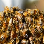 Wasp Nests Exterminators in Aberffraw 10