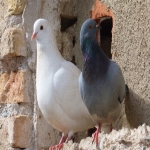 Pigeon Control Services in Bovingdon Green 10