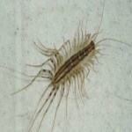 Silverfish Bathroom Bugs in Broom Hill 7