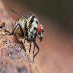 Bee Nest Extermination in Batten's Green 4