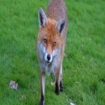 Household Infestation Control in Moss Side 1