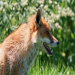 Flea Treatment Control in Bampton 8