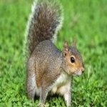 Squirrel Pest Control in Barcroft 9