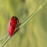 Removing Bed Bugs  in Newtown 2