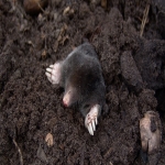 Garden Mole Removal in Belgrave 1