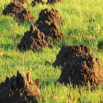 Household Infestation Control in Rushden 4