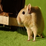 Rodent Management Services in North Ayrshire 1