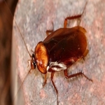 Removing Bed Bugs  in Chapeltown 10