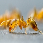 Spider Infestations in Cotton 2