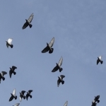 Pigeon Control Services in Abbotstone 12