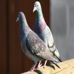 Gull Pest Control in East Riding of Yorkshire 6