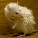Rodent Management Services in West Sussex 4