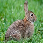 Pest Control in Hare Street 1