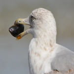 Gull Pest Control in Achnacroish 11