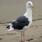 Gull Pest Control in Abhainn Suidhe 6