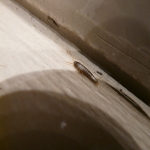 Silverfish Bathroom Bugs in Dunwood 5