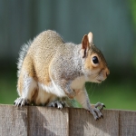 Household Infestation Control in Brookhouse 5