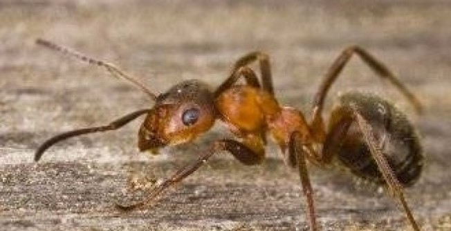 Ant Exterminator in New Town