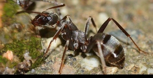 Ant Infestation in Newton