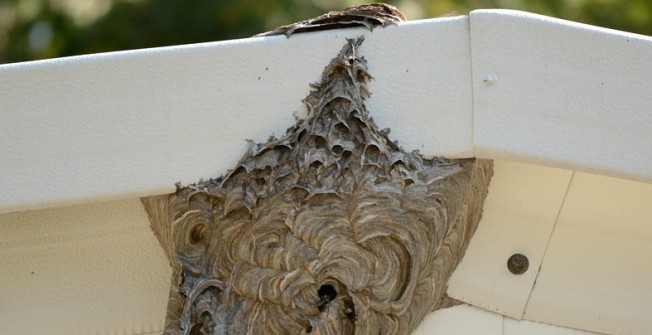 Bee Nest Removal in Thornton