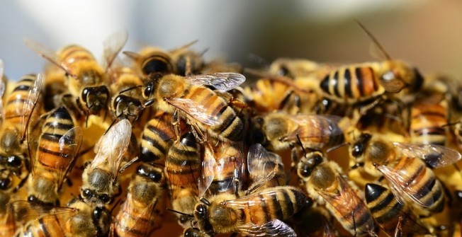 Bee Infestation in Broom